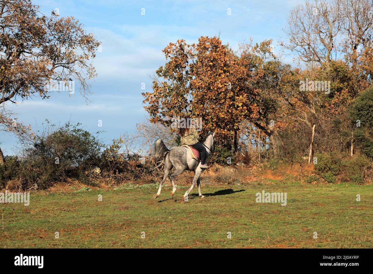 A white horse running through a woodland. Race horse. Stock Photo