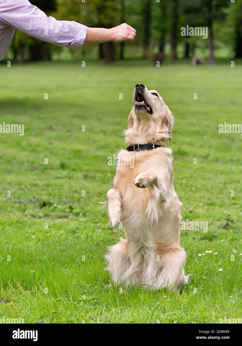 Golden retriever sitting up and begging Stock Photo