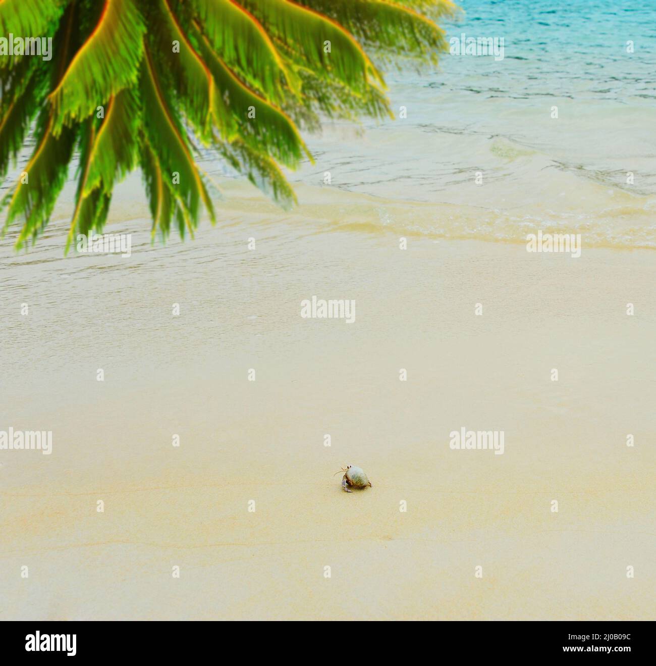 Hermit crab caribbean hi-res stock photography and images - Alamy