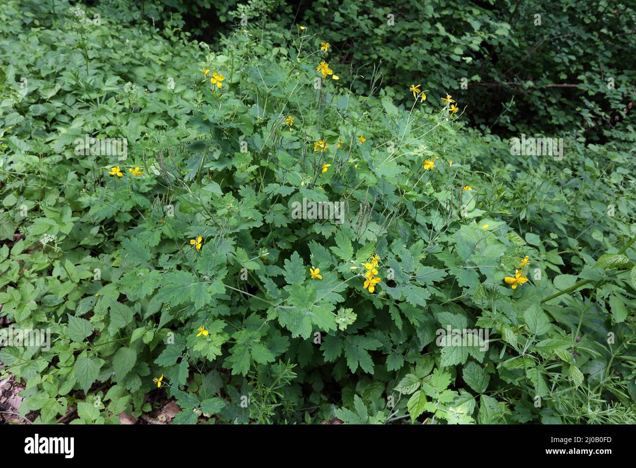 Chelidonium majus, Tetterwort, Greater Celandine Stock Photo