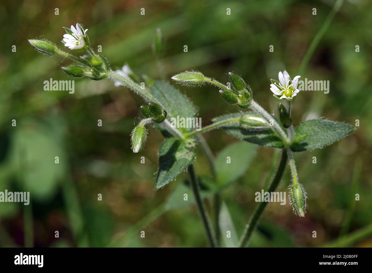 Commom Mouse-Ear Chickweed, Cerastium holosteoides Stock Photo