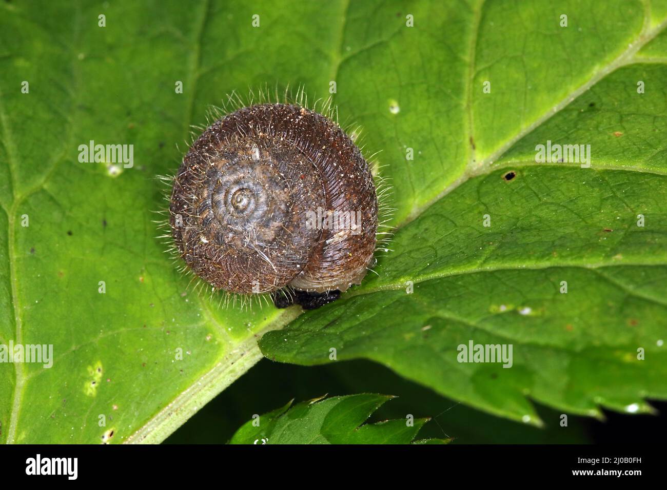 Trochulus villosus, Trichia villosa, Hairy Snail Stock Photo