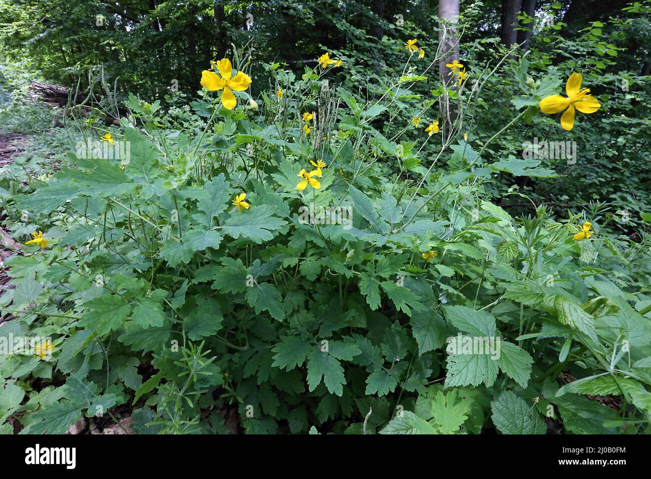 Chelidonium majus, Tetterwort, Greater Celandine Stock Photo