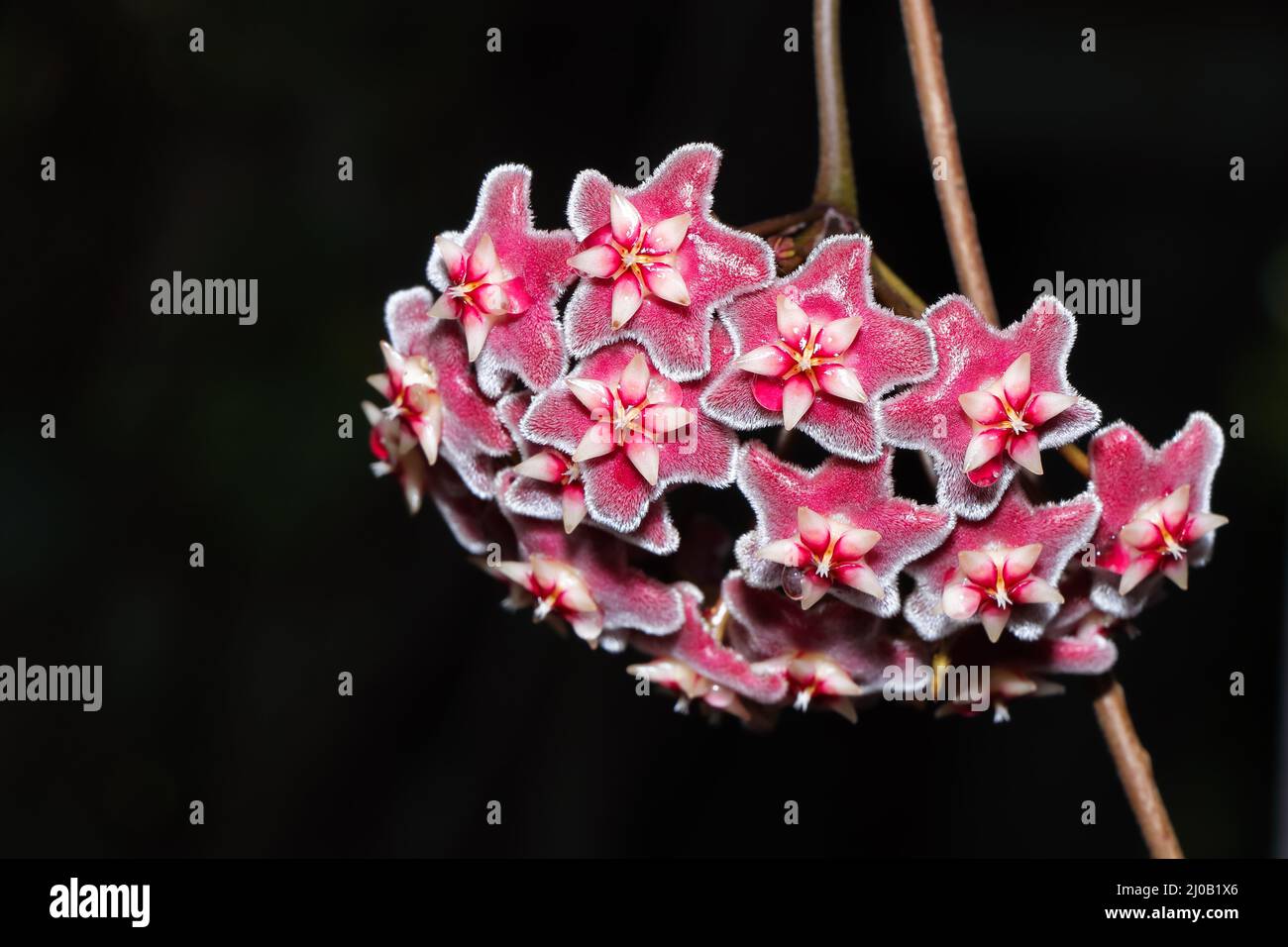 Vibrant Pink Succulent Wax Plant Flowers (Hoya wayetii) Stock Photo