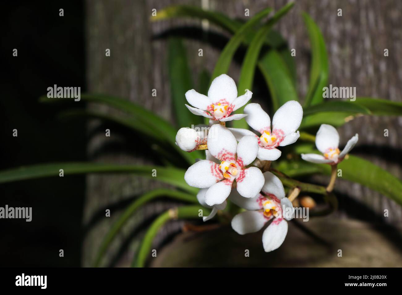 Small White Flowering Orchid On Palm Tree (Vanda sp.) Stock Photo