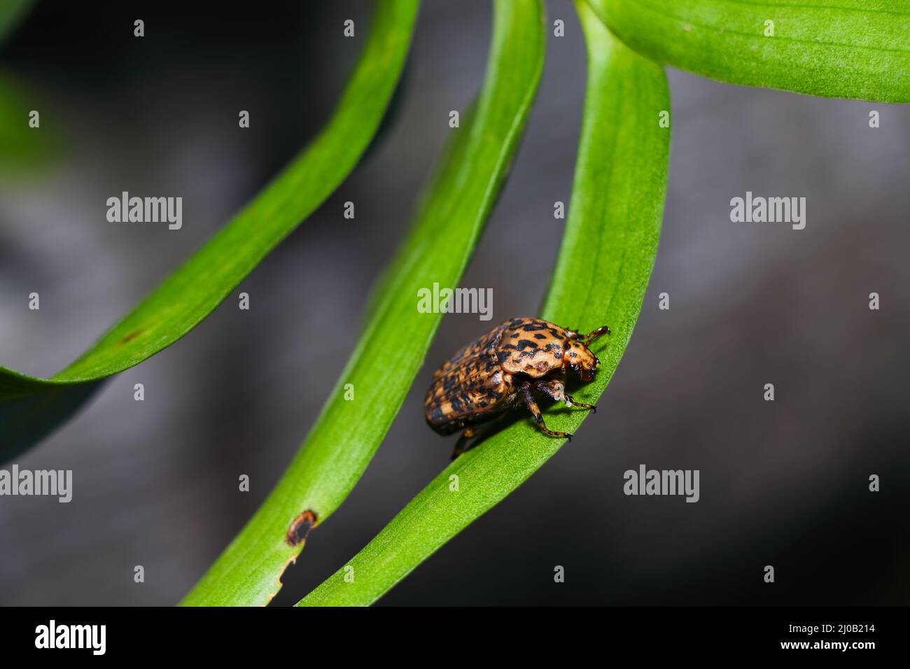 Marbled Fruit Chafer Beetle On Leaf (Porphyronota maculatissima) Stock Photo