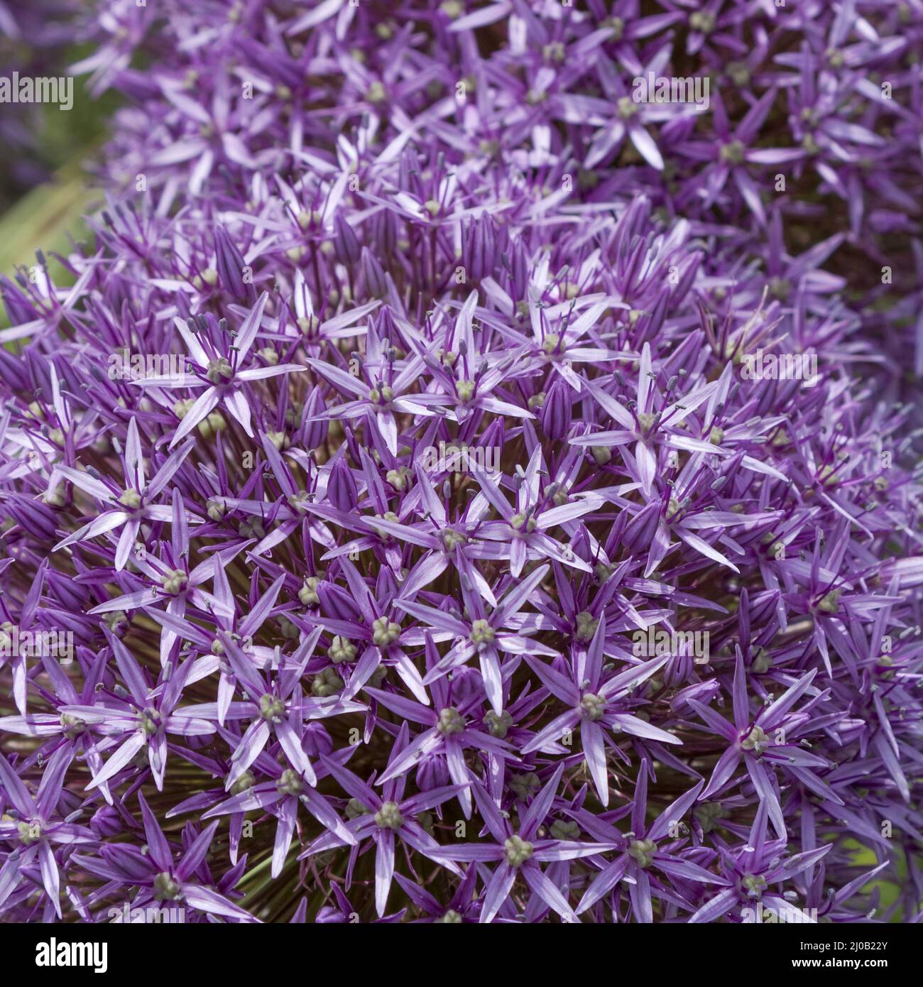 Allium gigantheum Stock Photo