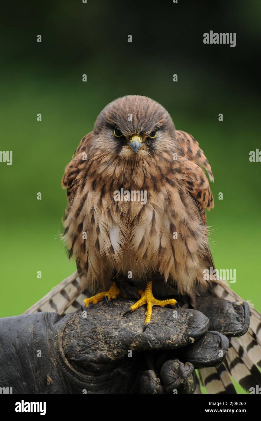 bird-of-prey-stock-photo-alamy