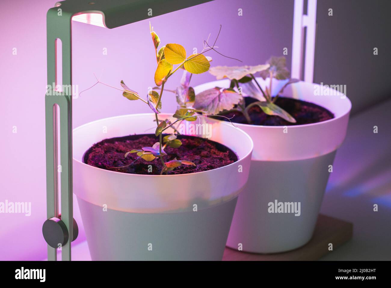 Plants under a lamp with artificial sunlight Stock Photo