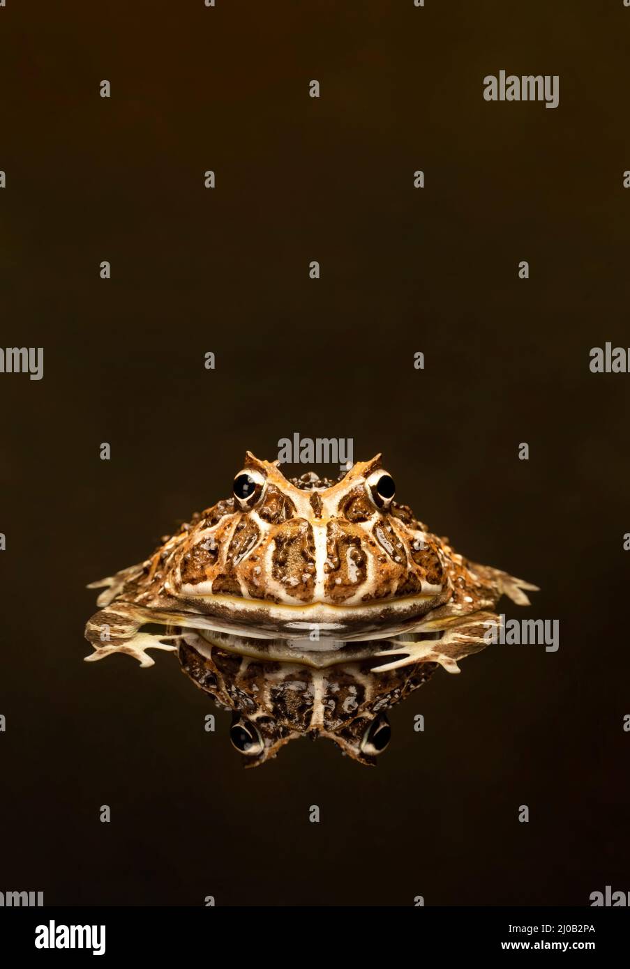 An Ornate Horned Frog, (Ceratophrys ornata), reflecting in a pool. This is also known as The Argentine Horned Frog or Argentine Wide-Mouthed Frog Stock Photo