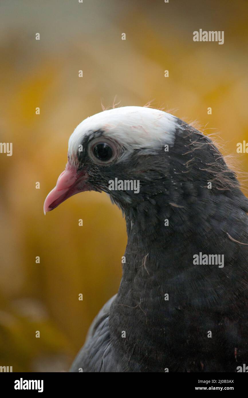 Pigeons are looking at the camera interestingly. Stock Photo