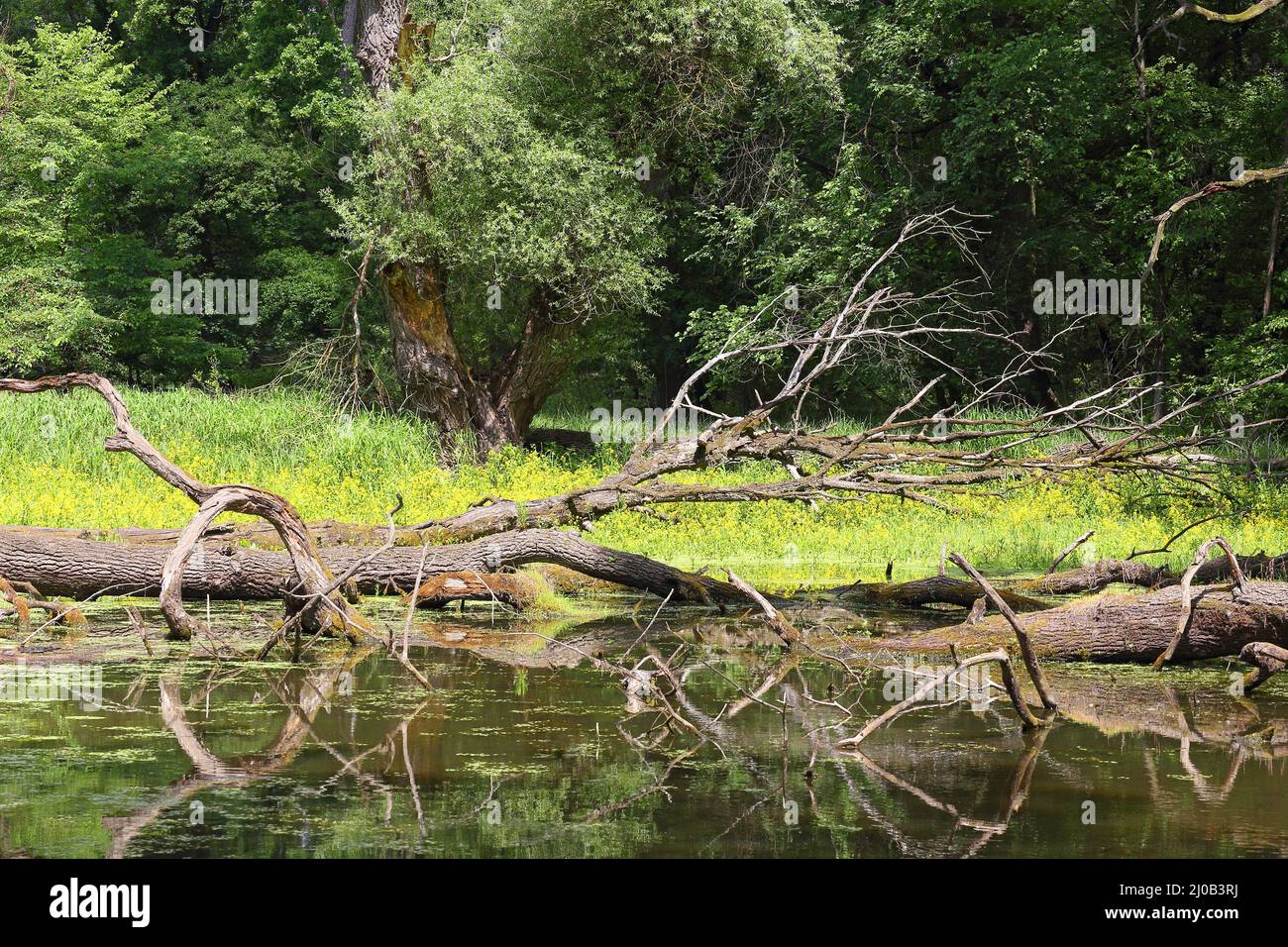 Oxbow lake, Floodplain Forest Nat. Park, Austria Stock Photo