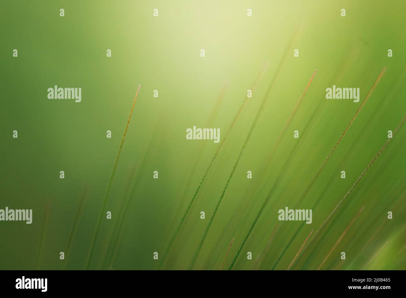 Spring awakening in the morning Stock Photo Alamy