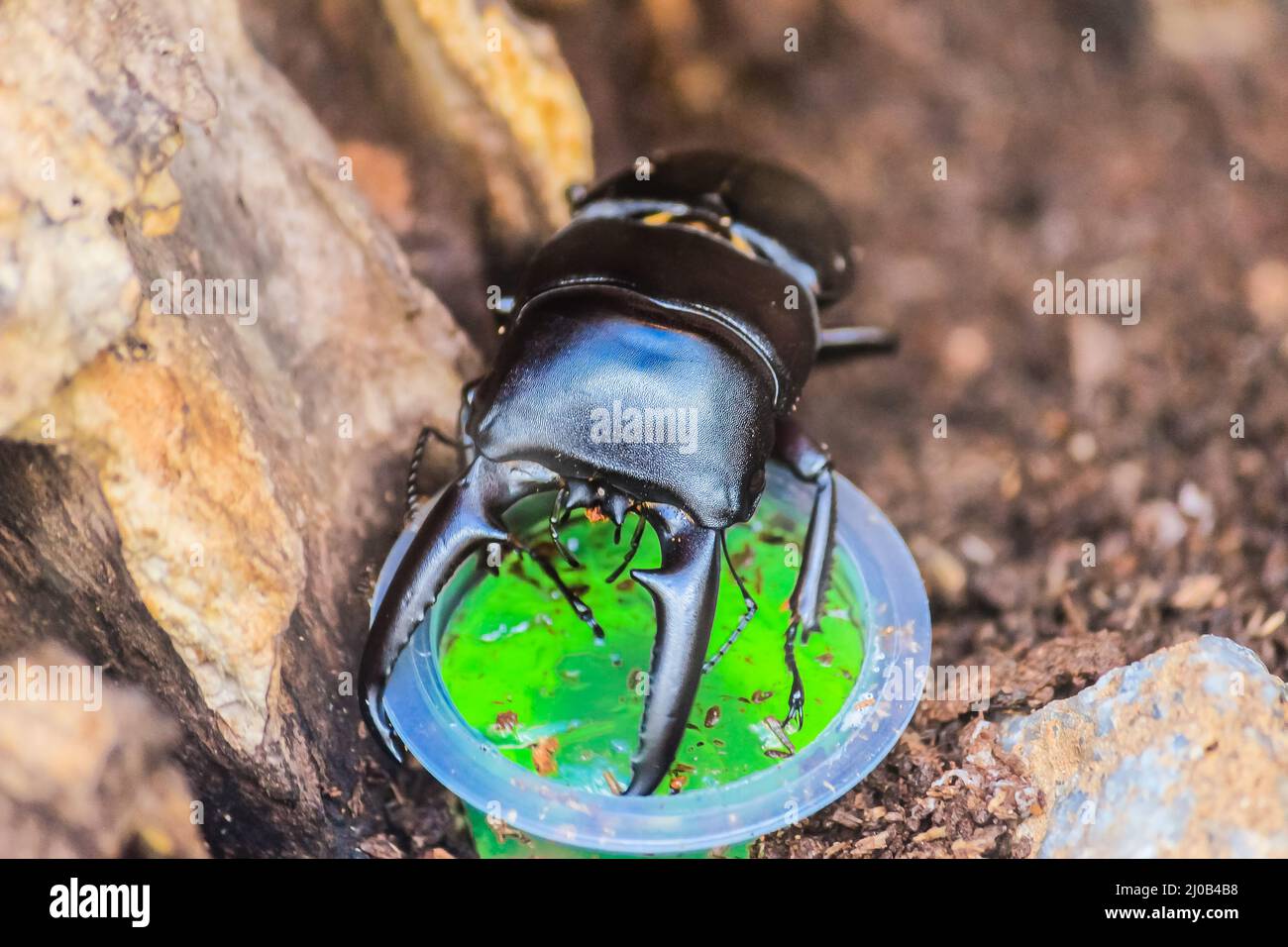 Zoom in the Black Scarab Beetle Eating Stock Photo