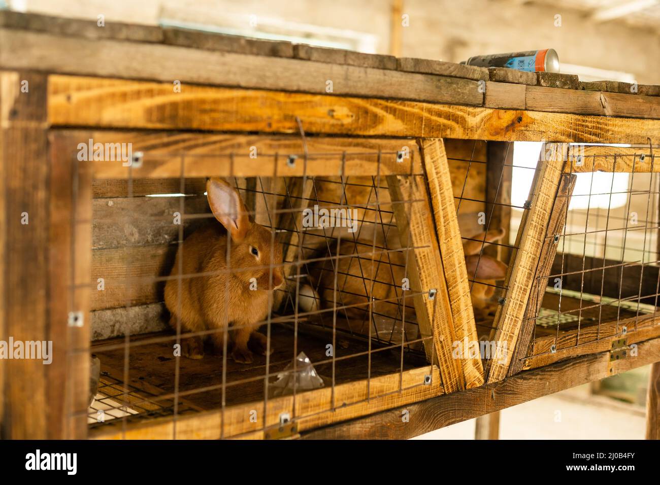 Brown bunny In a cage. brown rabbit Stock Photo Alamy