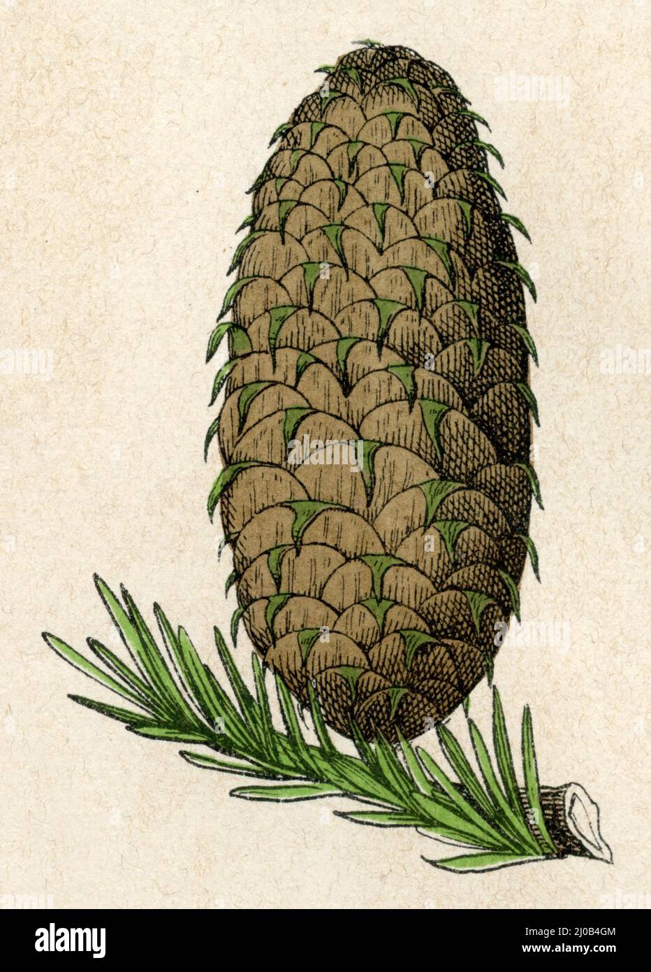 European silver fir or silver fir, cone Abies alba Syn. Picea alba,  (botany book, 1879), Weißtanne, Zapfen Stock Photo