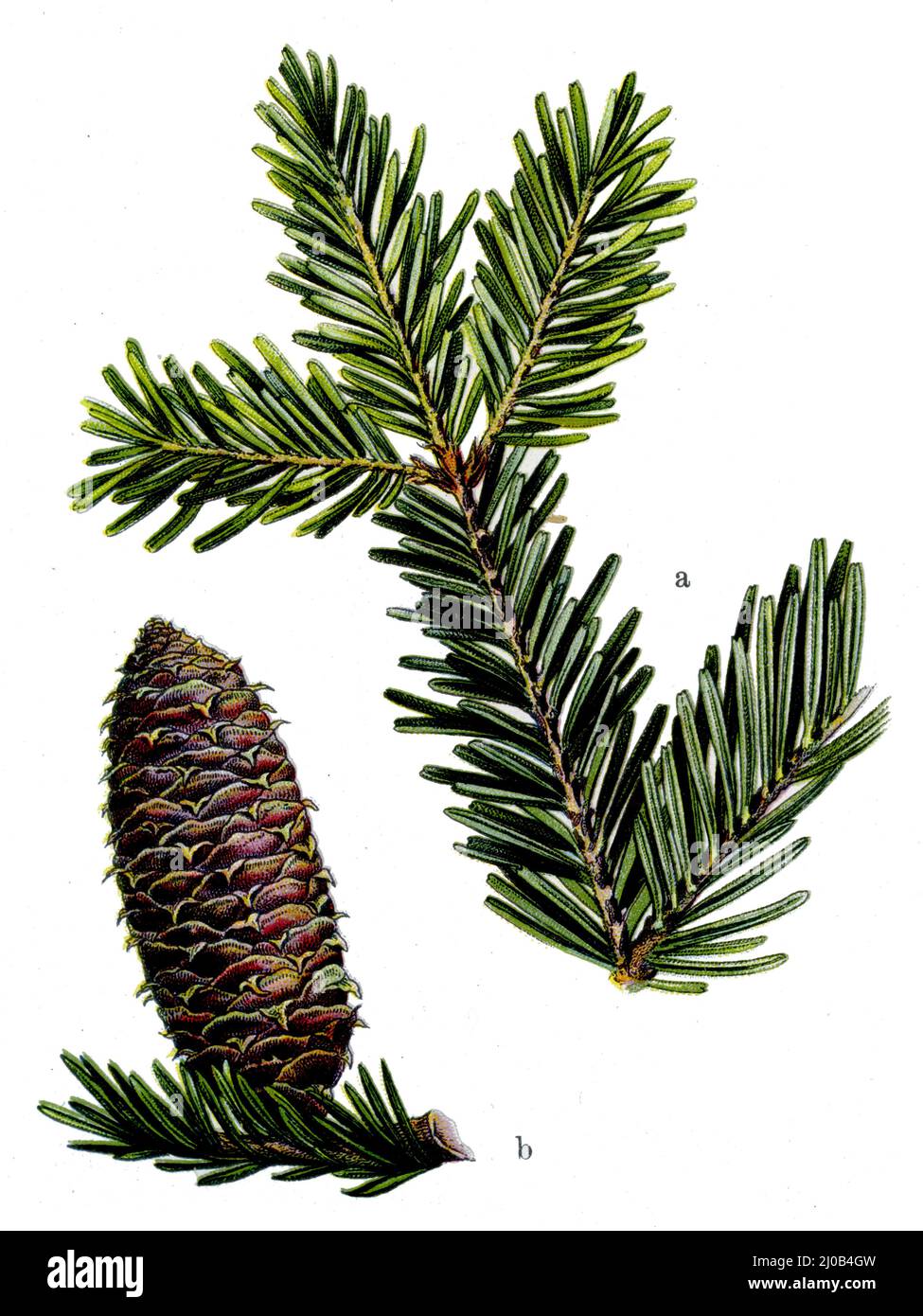 European silver fir or silver fir, fir branch and fir cone Abies alba Syn. Picea alba,  (botany book, 1909), Weißtanne, Tannenzweig und Tannenzapfen Stock Photo