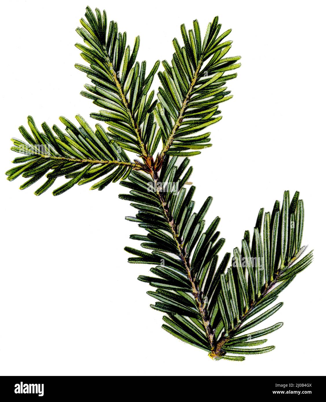 European silver fir or silver fir, fir branch Abies alba Syn. Picea alba,  (botany book, 1909), Weißtanne, Tannenzweig Stock Photo