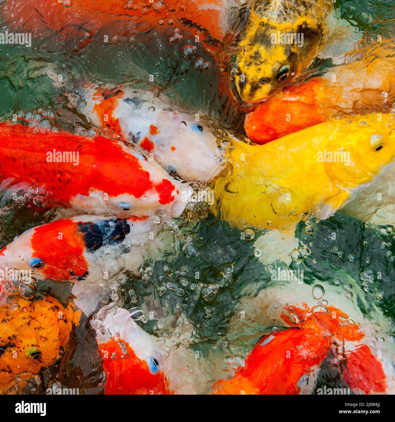 Colorful Koi carp Stock Photo Alamy