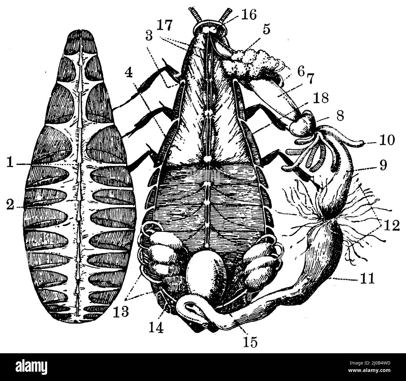 oriental cockroach, internal organs: Under the lifted back cover 1 the heart and 2 muscles, which cause the blood circulation. 3 Respiratory opening (stigma). 4 Main longitudinal trunk of the respiratory tubes (trachea). 5 Salivary glands and 6 collection space for secreted saliva. 7 Goiter. 8 Stomach. 9 Midgut with blind tubes (10). 11 Rectum. 12 Excretory tools. 13 Ovaries. 14 Fallopian tubes and 15 space into which they open. 16 Upper gavage node. 17 Abdominal medulla. 18 Pectoral muscles, Blatta orientalis, anonym (zoology book, 1928), Gemeine Küchenschabe, innere Organe: Unter der abgehob Stock Photo