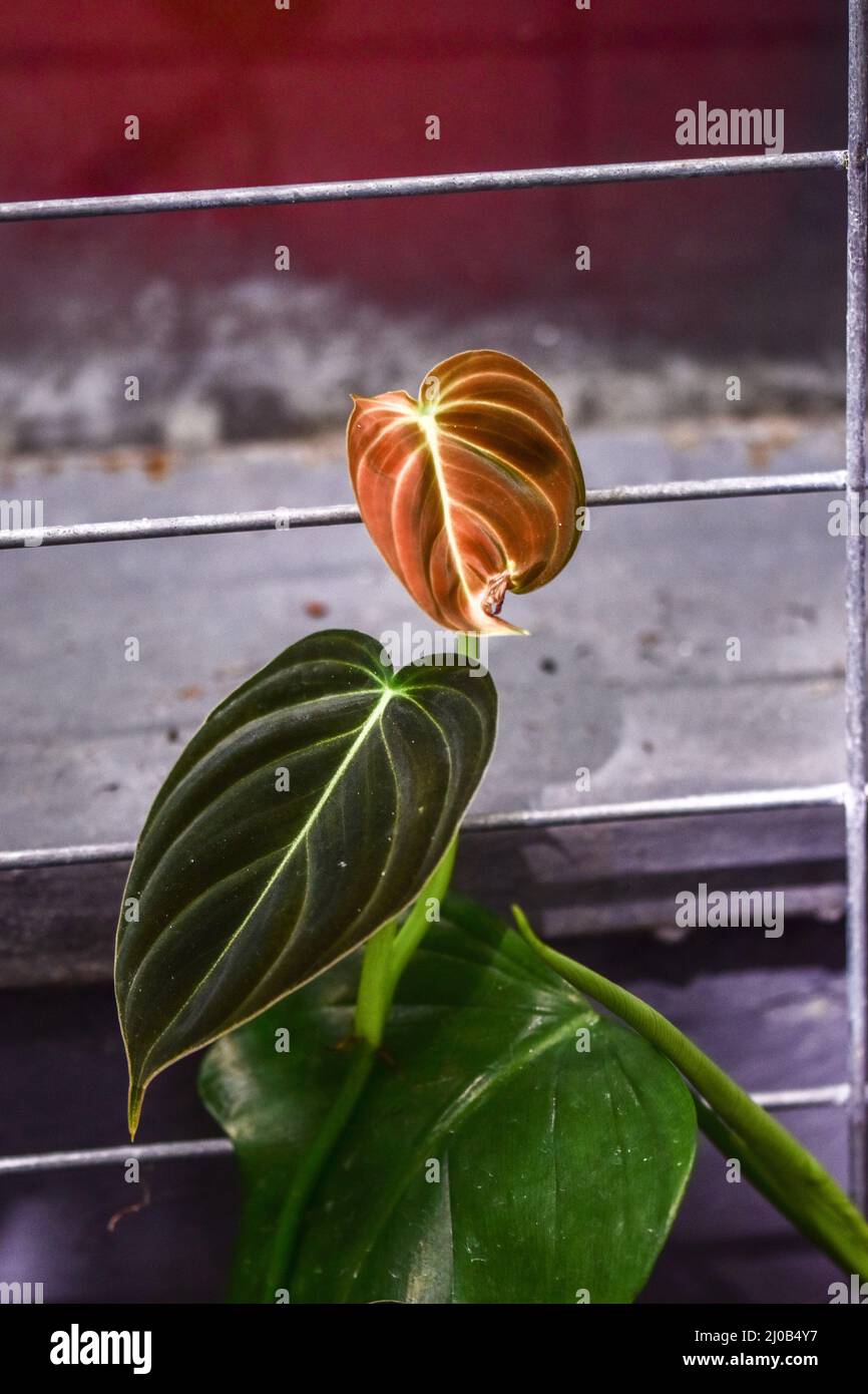 pachira money tree plant Money Tree Braided main image 1