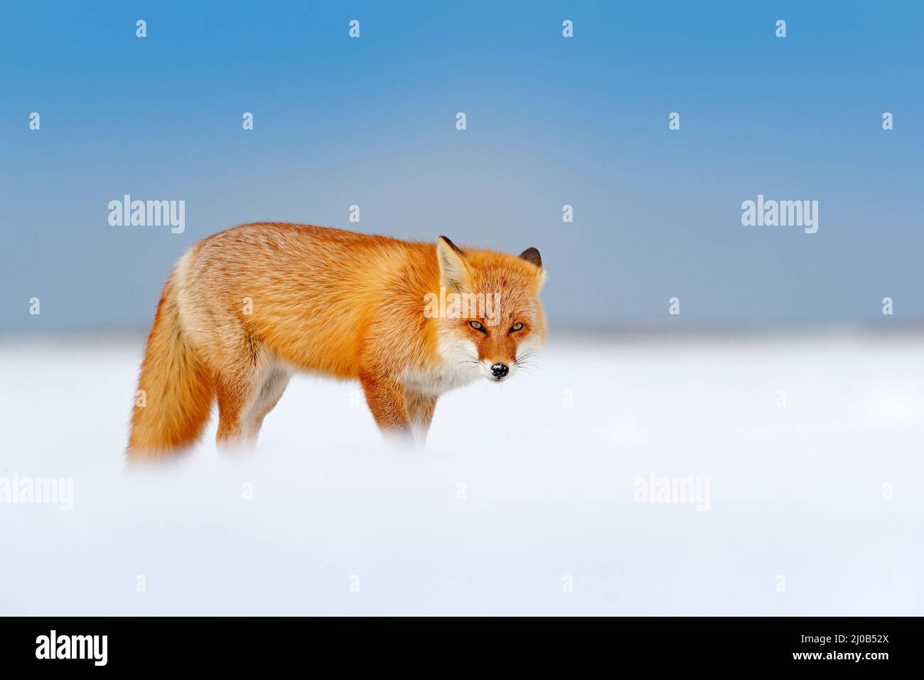 Winter nature. Red fox in white snow. Cold winter with orange fur fox. Hunting animal in the snowy meadow, Japan. Beautiful orange coat animal nature. Stock Photo