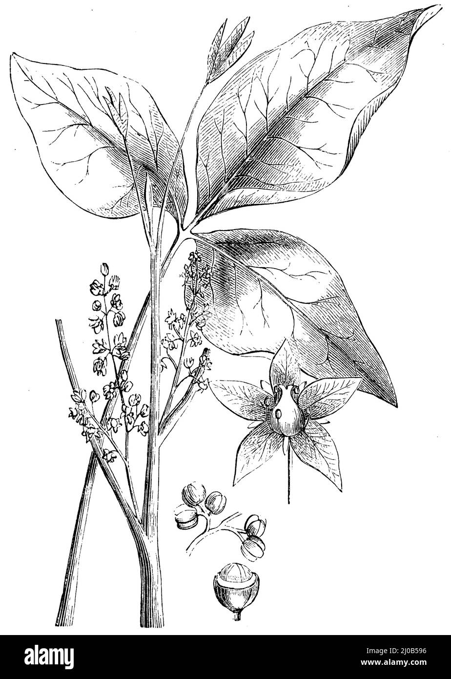 Atlantic poison oak, leaf and flower, Rhus toxicodendron,  (encyclopedia, 1893), Giftsumach, Blatt und Blüte, sumac vénéneux, feuille et fleur Stock Photo