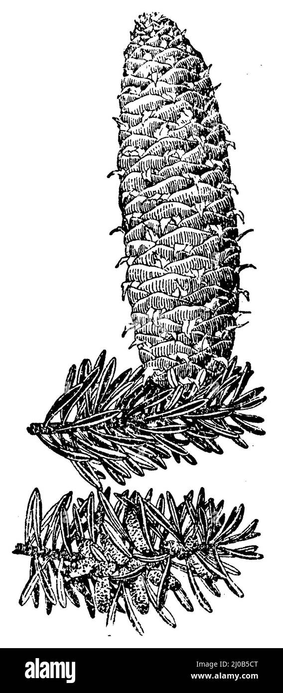 European silver fir or silver fir, cone, Abies alba Syn. Picea alba,  (botany book, 1910), Weißtanne, Zapfen, Sapin blanc, pomme de sapin Stock Photo