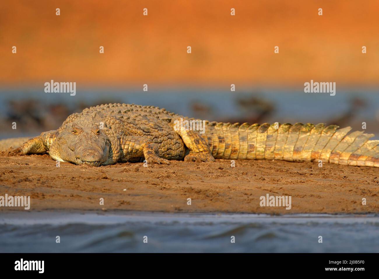Crocodile with beautiful evening light. Nile crocodile, Crocodylus niloticus, with open muzzle, in the river bank, Okavango delta, Moremi, Botswana. W Stock Photo