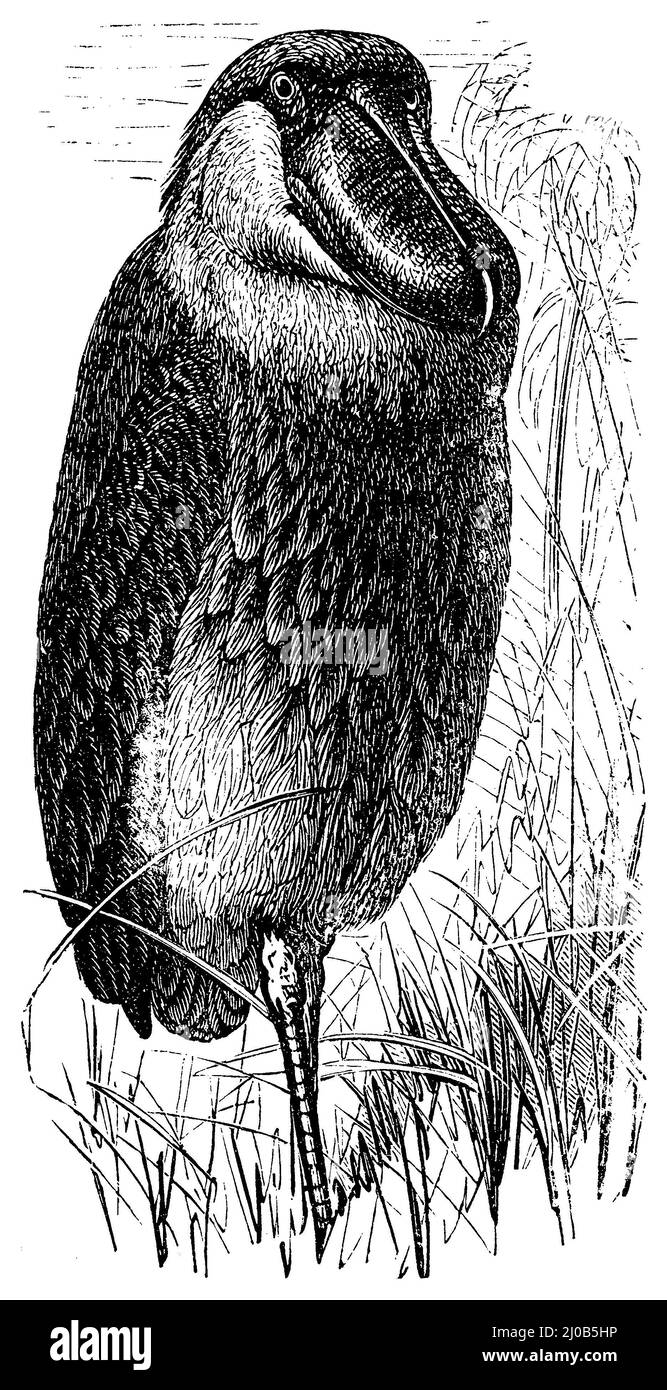 shoebill, Balaeniceps rex,  (, ), Schuhschnabel, Bec-en-sabot du Nil Stock Photo