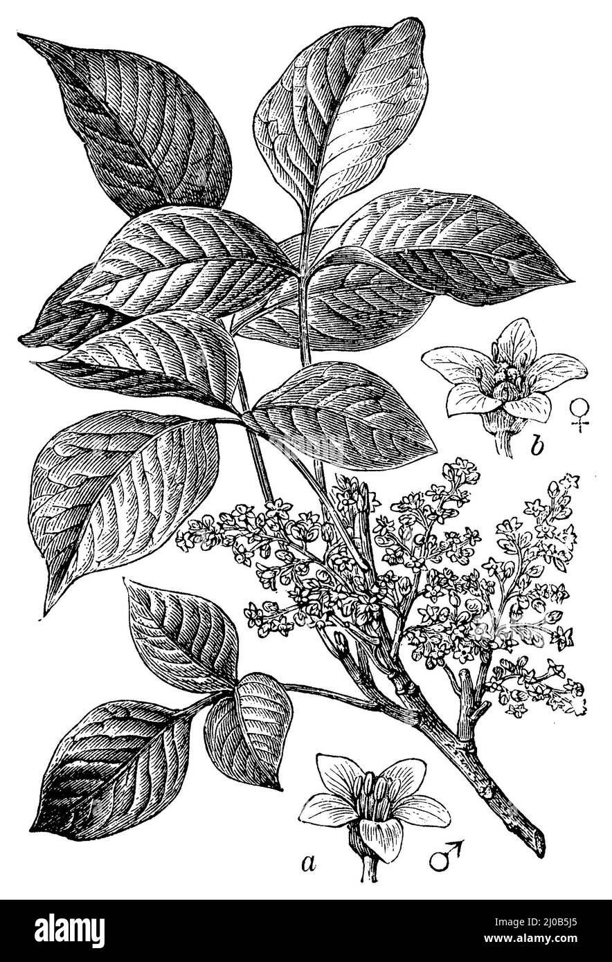 Atlantic poison oak, a male, b female flower, Rhus toxicodendron,  (, ), Giftsumach, a männliche, b weibliche Blüte, sumac vénéneux, a fleur mâle, b fleur femelle Stock Photo