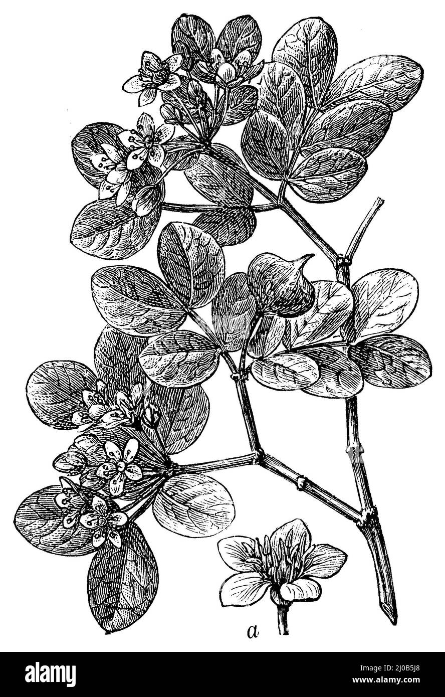 guaiacwood, a flower, Guaiacum officinale, (, ), Guajakbaum, a Blüte