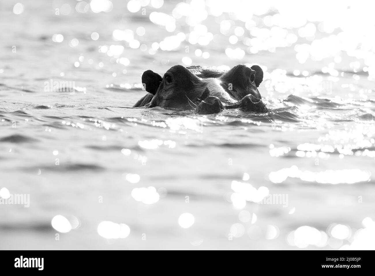 Africa black and white art. Hippo with open muzzle in the water. African Hippopotamus, Hippopotamus amphibius capensis, with evening sun, animal in th Stock Photo