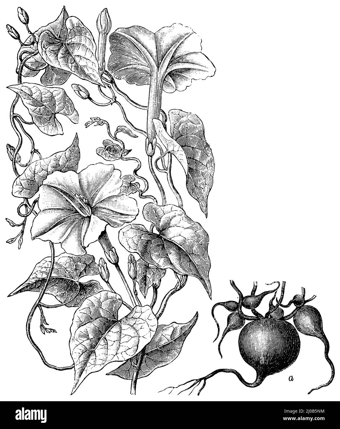 jalap, a tuber, Ipomoea purga,  (, ), Jalape, a Knolle, Ipomoea purga, a tubercule Stock Photo