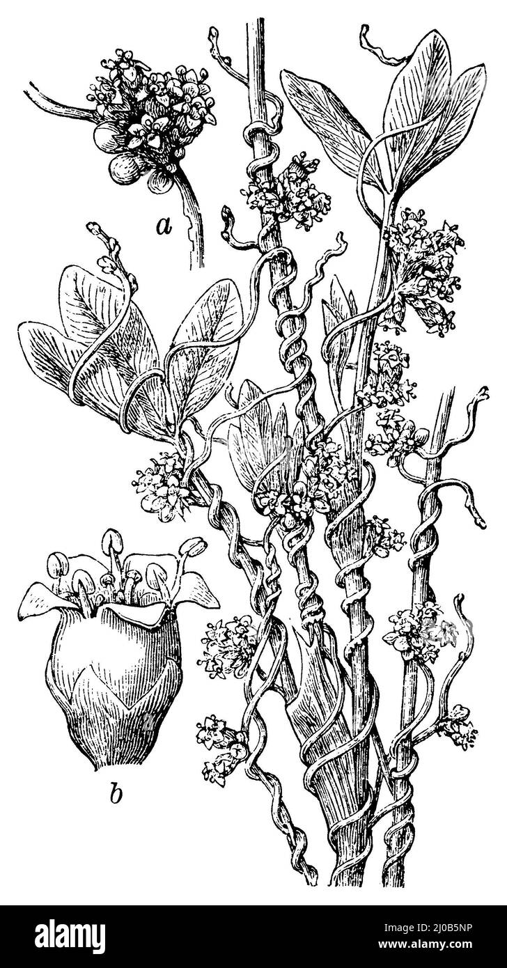 dodder, a flower head, b flower, Cuscuta epithymum,  (, ), Klee-Seide, a Blütenköpfchen, b Blüte, Cuscute du thym, a capitule, b fleur Stock Photo