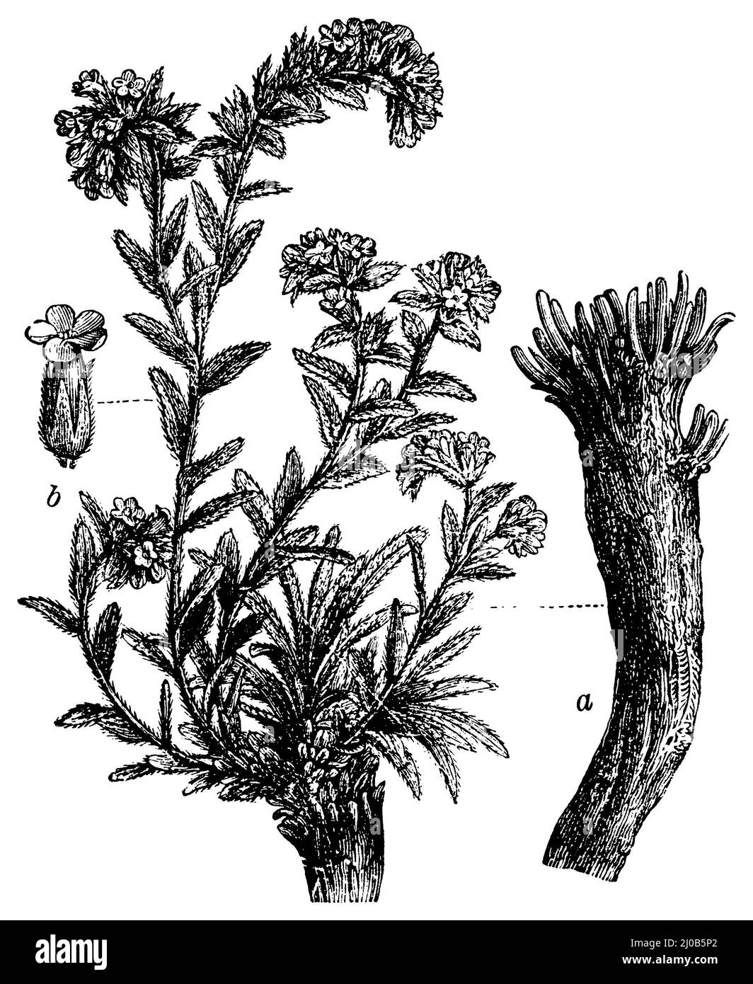 dyer's alkanet, a rhizome, b fleur, Alkanna tinctoria,  (, ), Schminkwurz, a Wurzelstock, b Blüte, orcanette des teinturiers, a rootstock, b flower Stock Photo