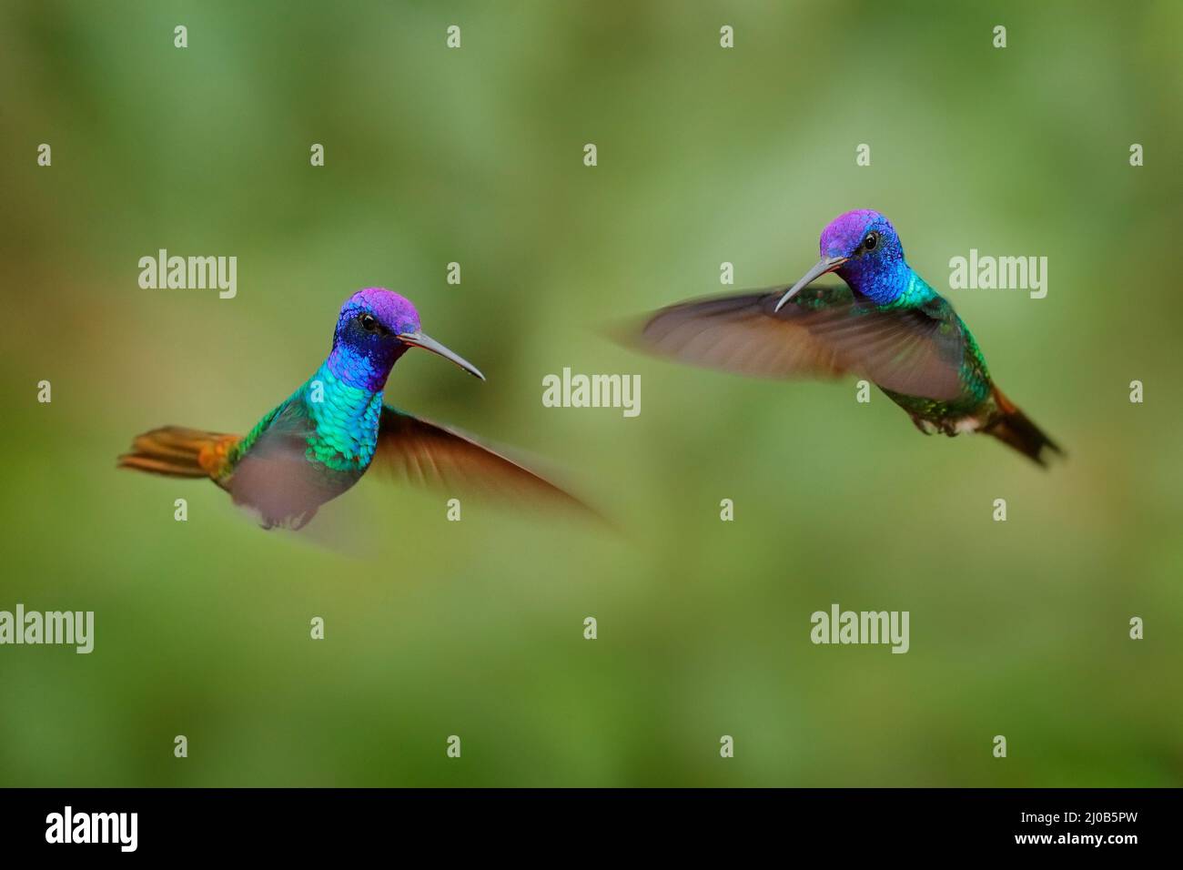 Tropic wildlife, two bird fly fight. Blue head hummingbird. Golden-tailed Sapphire, Chrysuronia oenone, Sumaco Napo-Galeras National Park in Ecuador. Stock Photo