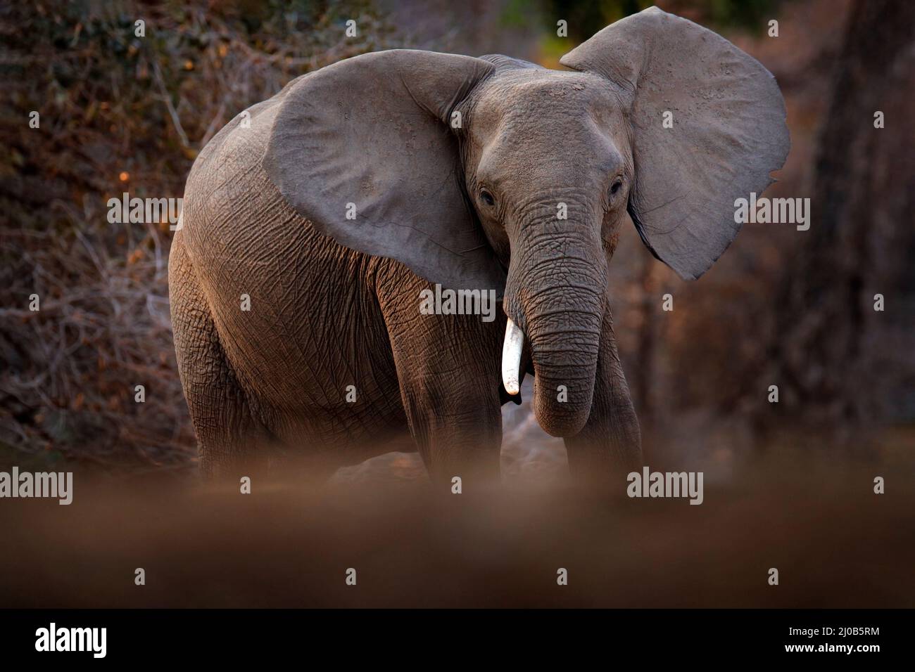 African bird magic hi-res stock photography and images - Alamy