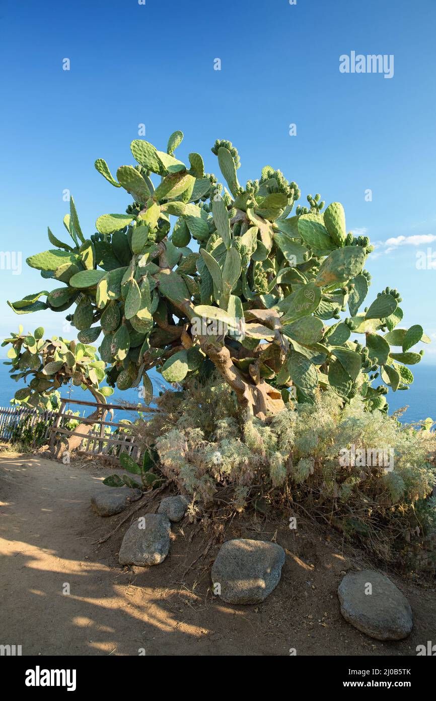 Calabria Tree Calabria region hi-res stock photography and images - Alamy