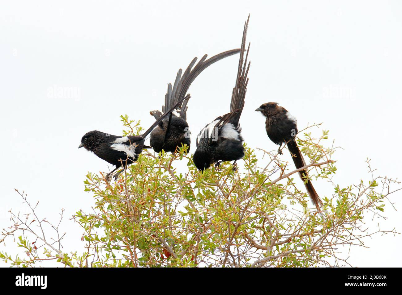 Urolestes melanoleucus, Magpie shrike, African long-tailed bird, sitting on the tree trunk in the hot savannah. Black shrike in the meadow habitat, wi Stock Photo