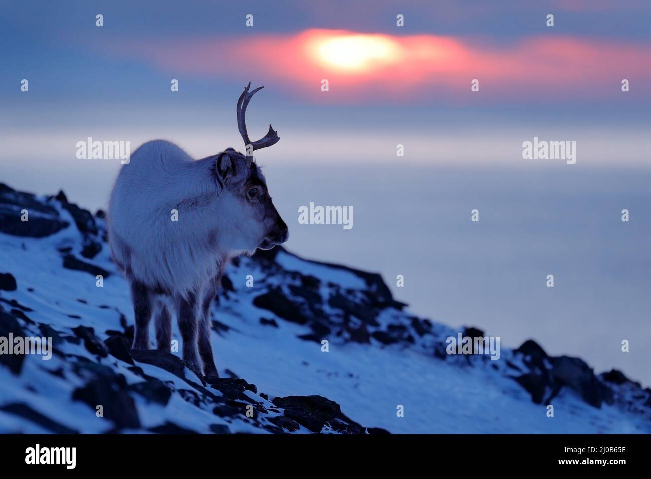 Arctic wildlife. Wild Reindeer, Rangifer tarandus, with massive antlers in snow, Svalbard, Norway. Svalbard caribou, wildlife scene from nature, winte Stock Photo