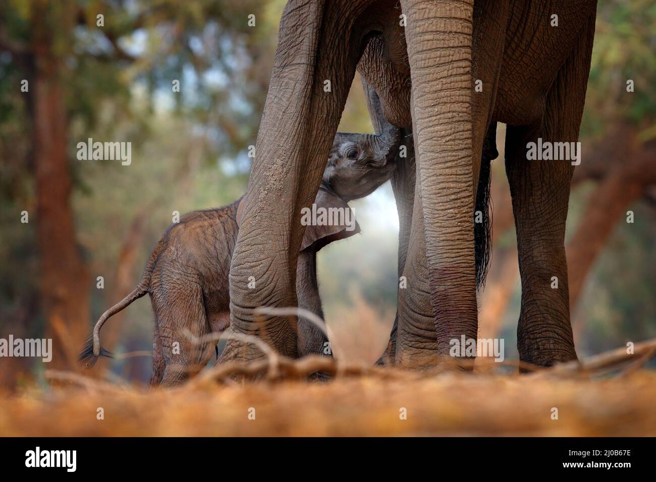 Young pup Elephant at Mana Pools NP, Zimbabwe in Africa. Big animal in ...