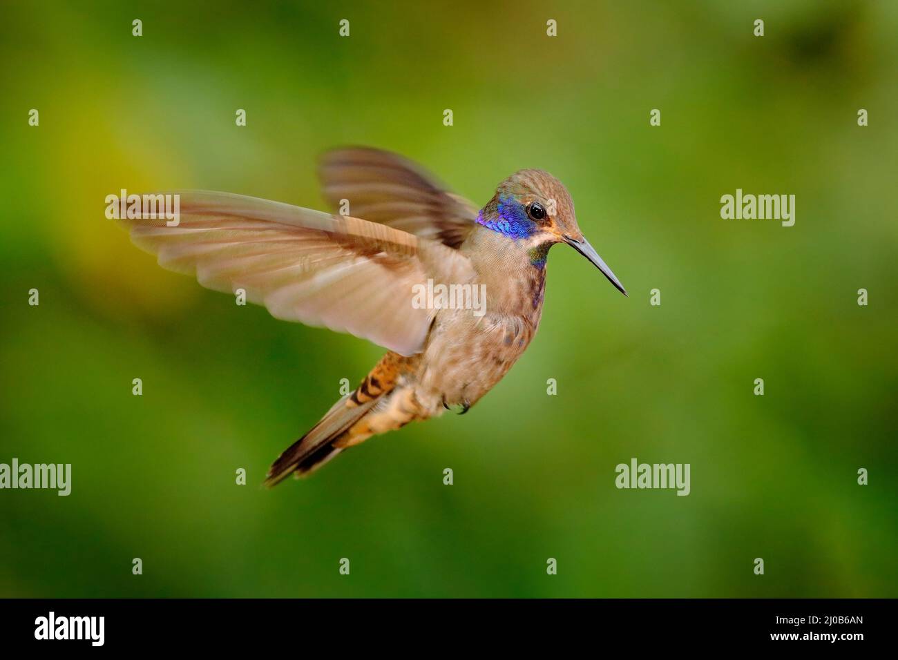 Brown Violet-ear, Colibri delphinae, bird flying next to green tropic forest, animal in the nature habitat, Sumaco, Ecuador in South Africa. Jungle wi Stock Photo