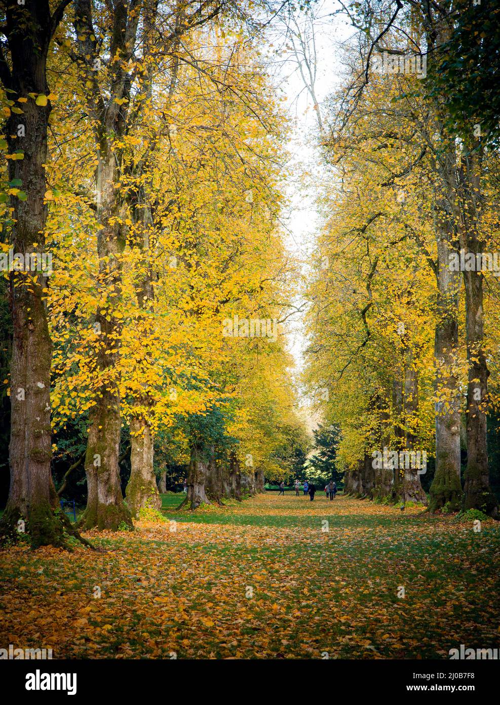Beautiful Colours Of The Trees At Westonbirt Arboretum In The Autumn Beautiful Colours Of The Trees At Westonbirt Arboretum In The Autumn