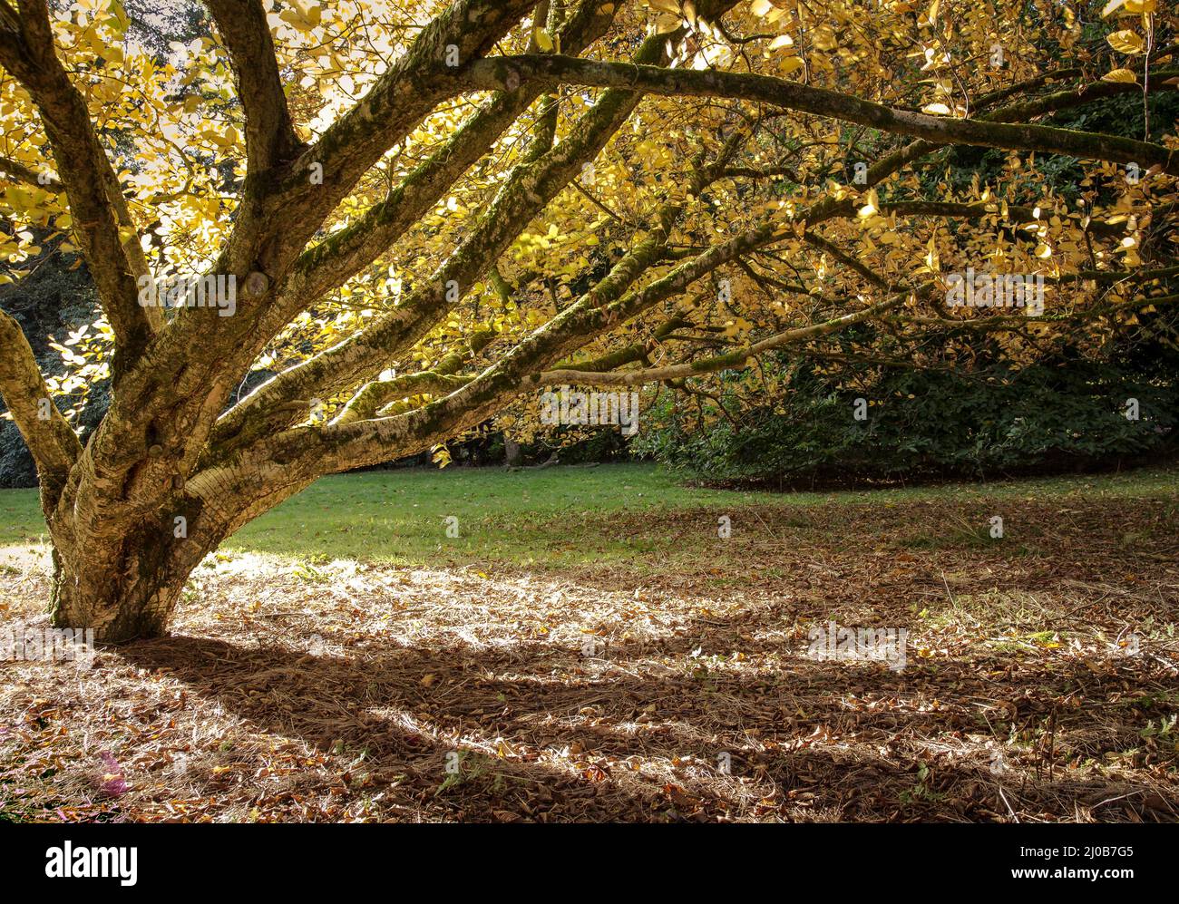 Japanese maple tree shedding its leaves at Westonbirt Arboretum Stock Photo Alamy