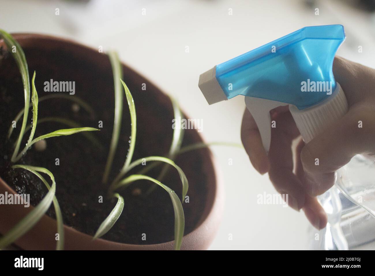 Plant spray spraying domestic indoor pot plants Stock Photo Alamy
