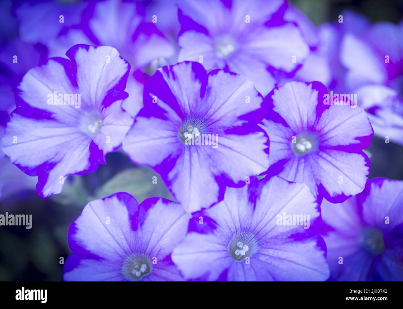 Closeup image purple flowers hi-res stock photography and images - Alamy