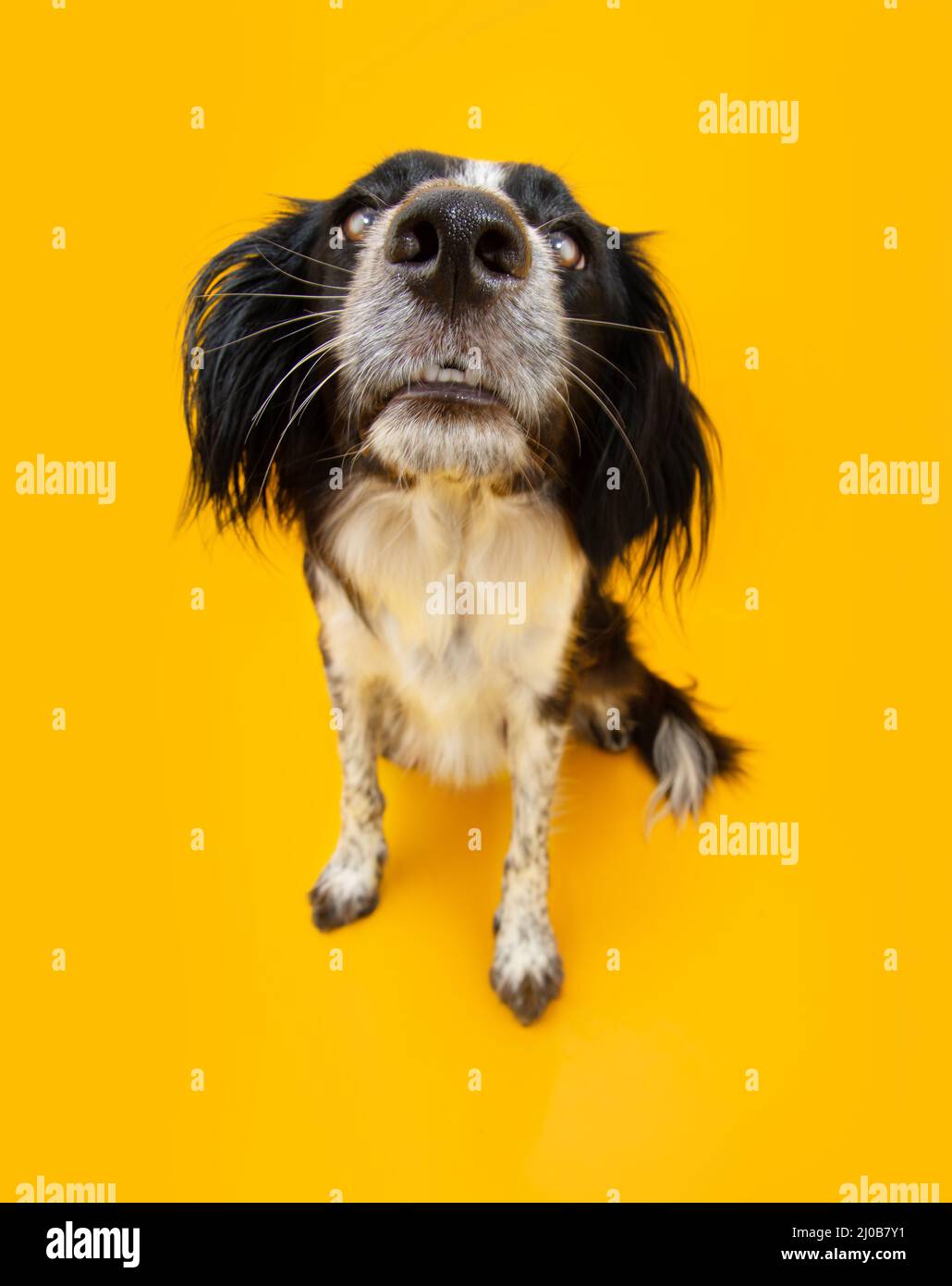 Funny portrait puppy dog staring and sitting. Begging food concept. Isolated on yellow background Stock Photo