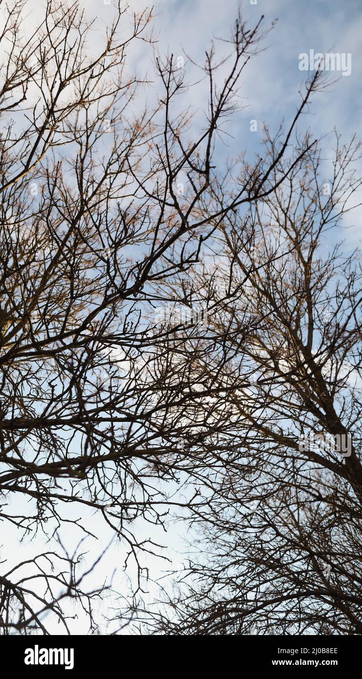 texture of spring branches against blue sky Stock Photo - Alamy