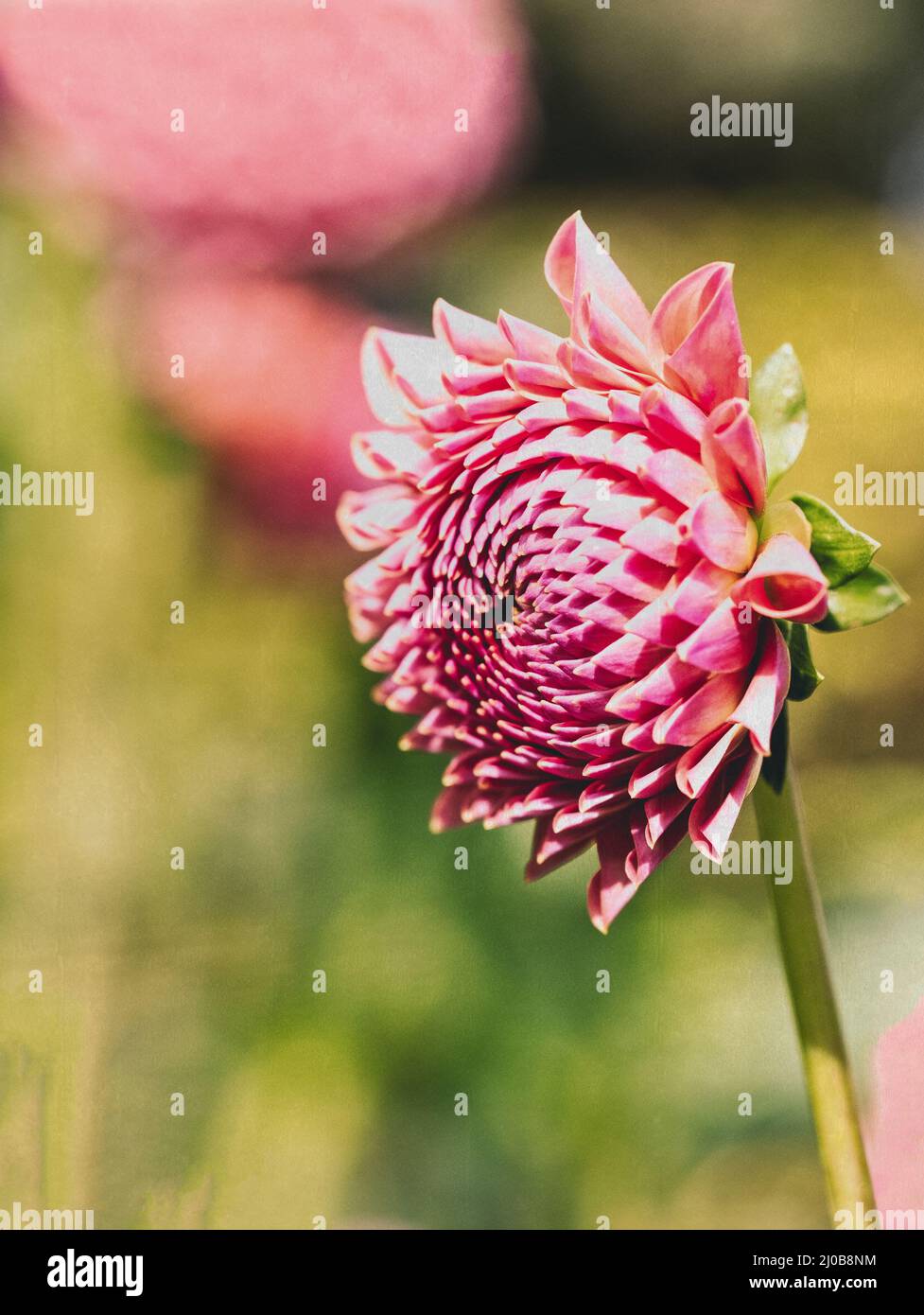 Close-up shot of Pom Pom Dahlias isolated on a blurred background Stock Photo